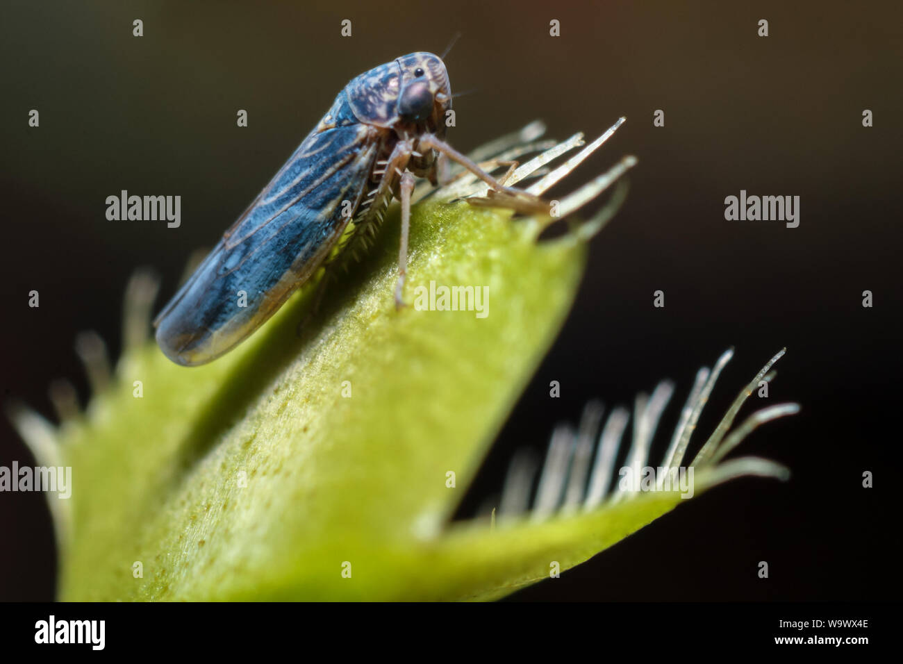 Hemiptera Bug auf einen Garten Pflanze, Details des Insekts Stockfoto