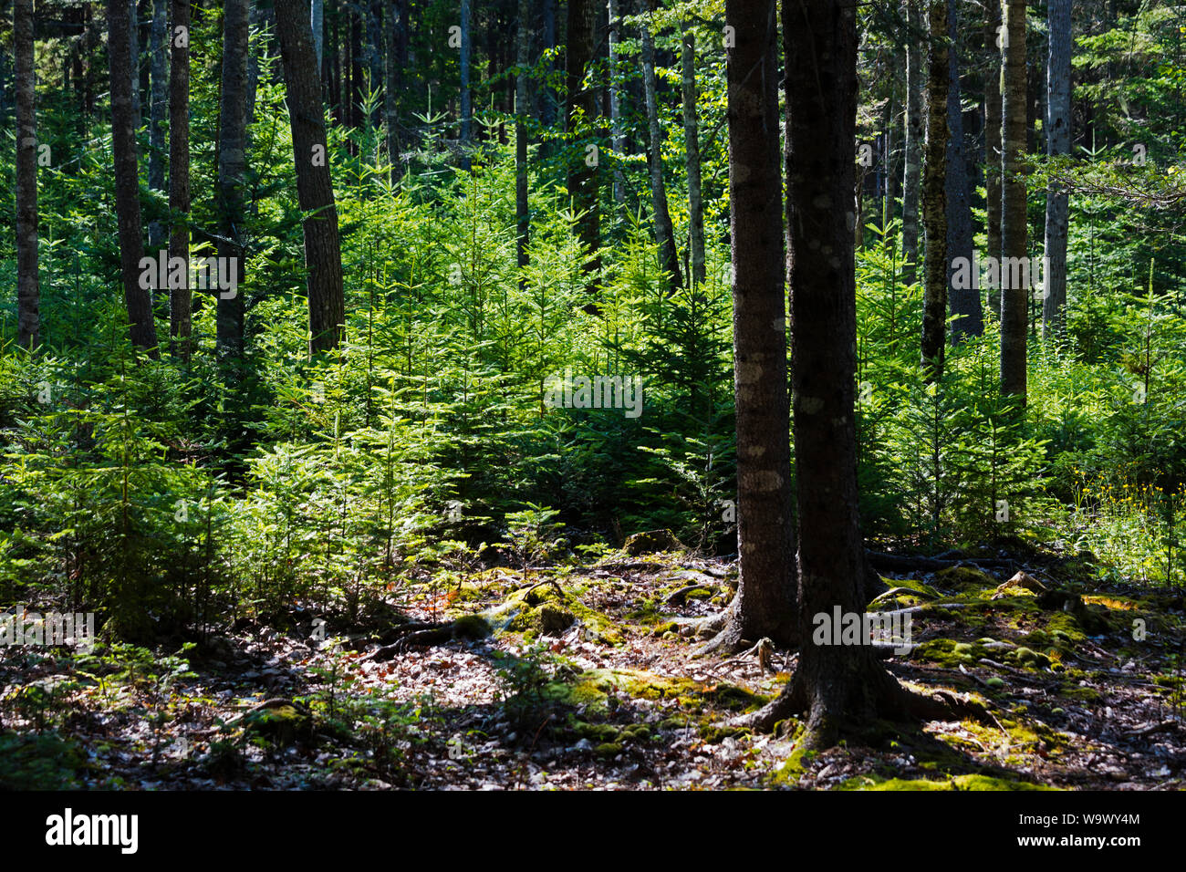 Nadelbäume im Wald auf WÜSTE INSEL - ACADIA NATIONAL PARK, Maine gewachsen Stockfoto