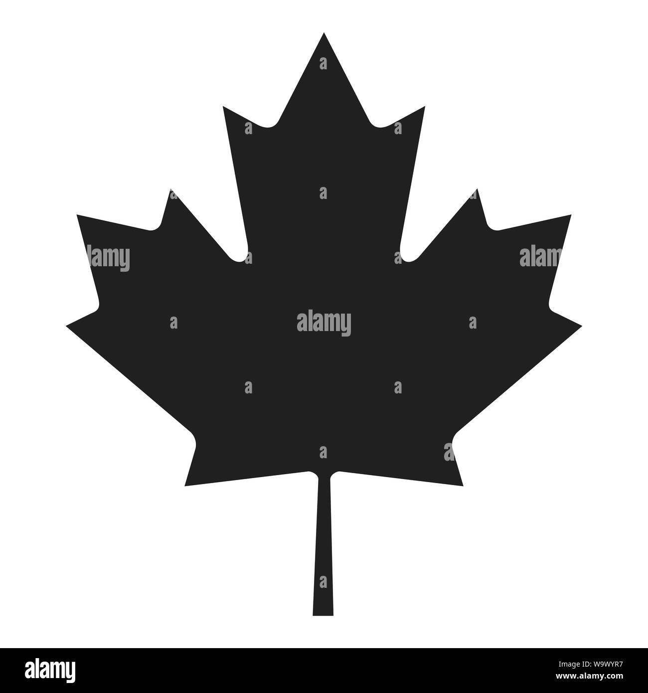 Maple Leaf (Grau auf Weiß) Stockfoto