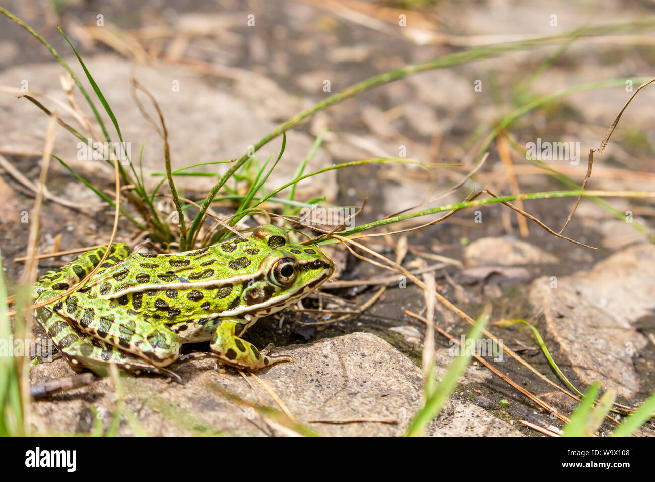 Green frog black spots on Fotos und Bildmaterial in hoher Auflösung