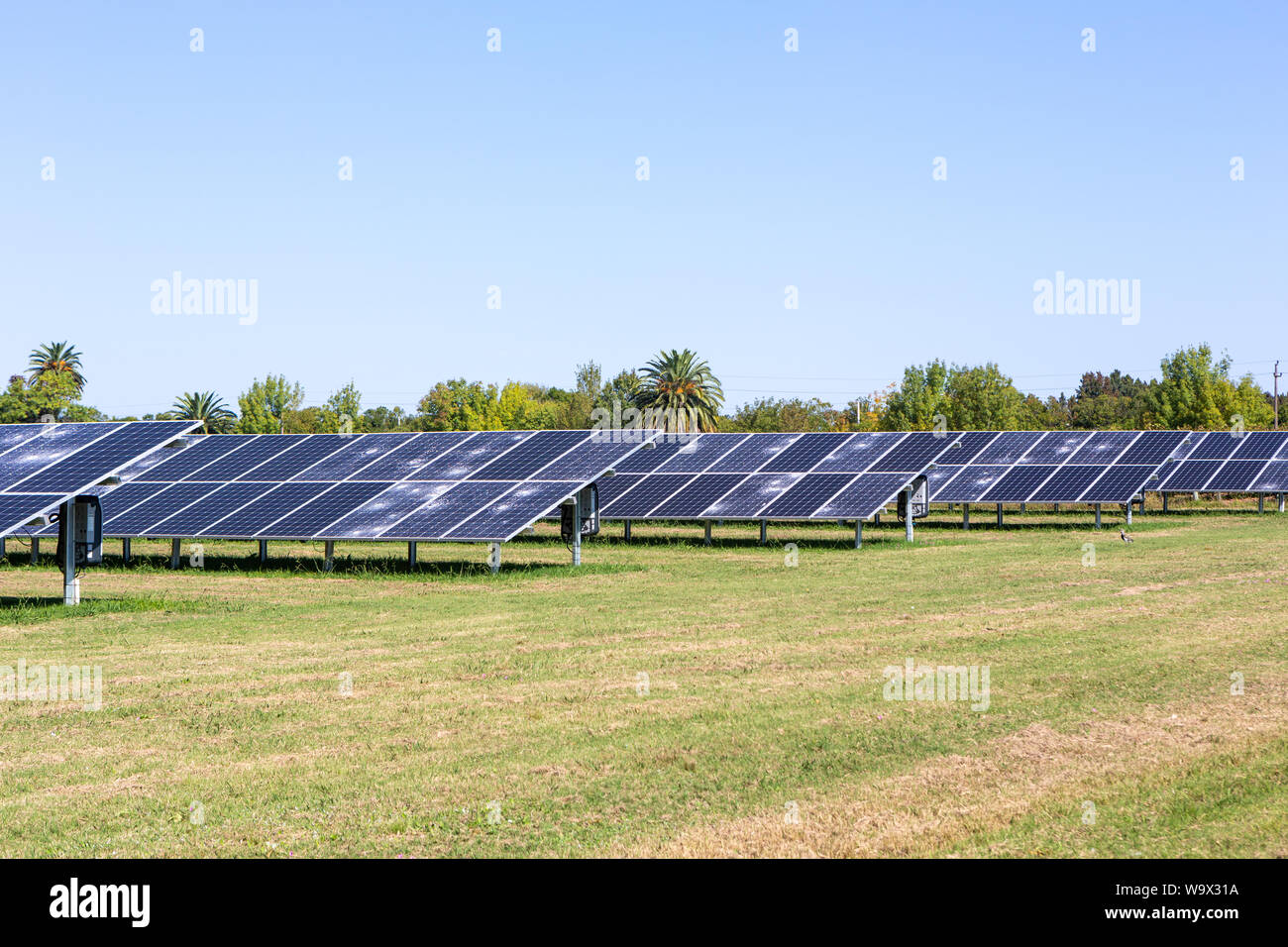 Querformat von Solarzellen in Farm mithilfe sauberer und erneuerbarer Energie an sonnigen Sommertag. Umwelt Konzept, Null CO2-Emission, sauber electri Stockfoto
