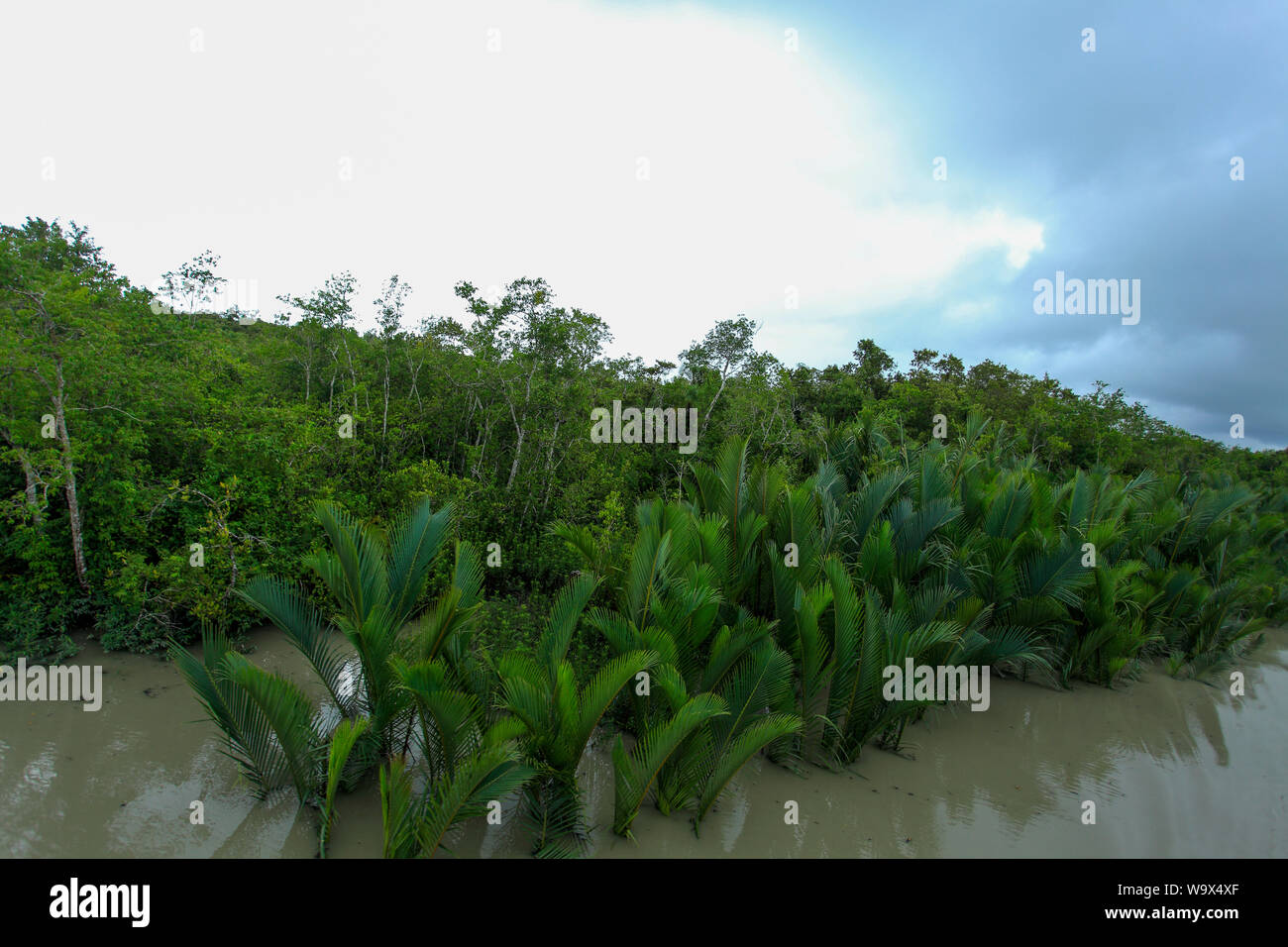 Nypa fruticans, der gemeinhin als der nipa oder Mangrove Palm oder Gol Pata bekannt, neben einem Kanal in Sundarbans, Bangladesch. Stockfoto