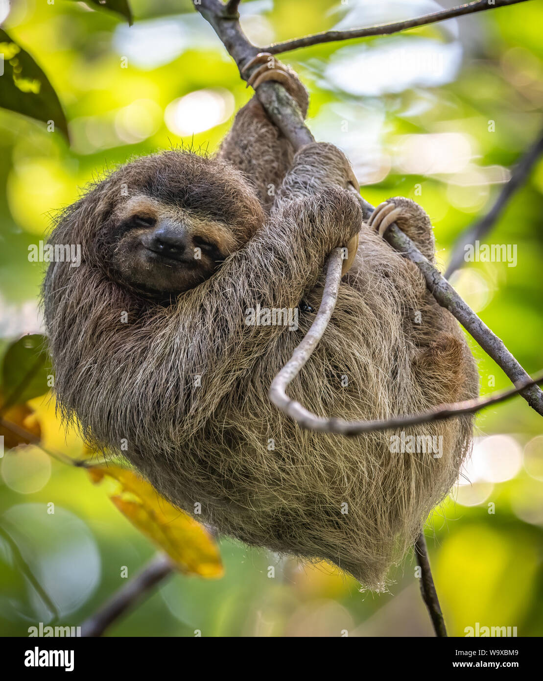 Faultier im Baum hängen Stockfoto