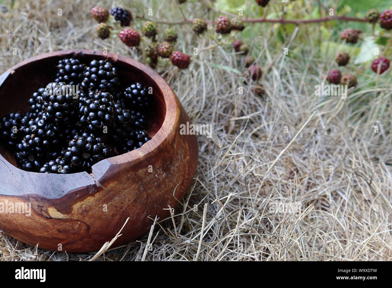 Wild - gestaltete Brombeeren in rustikalen und dennoch eleganten Hand - gedreht Apple - Holz Schüssel auf trockenem Gras im Sommer dürre mit verschwommenen Brambles im Hintergrund Stockfoto