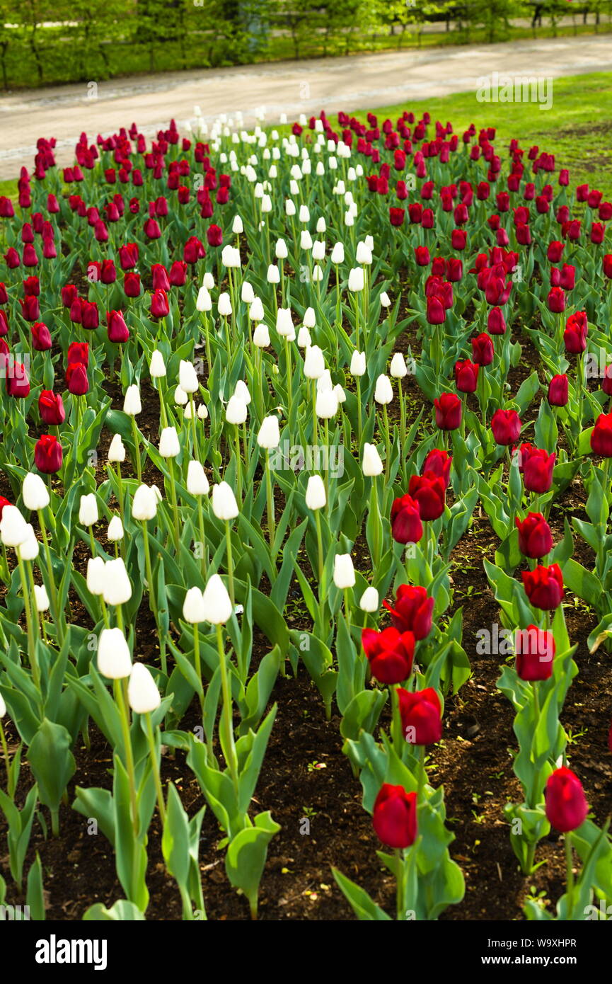 Blumenbeete, die zu Ehren des lettischen Unabhängigkeitstages entworfen wurden Stockfoto