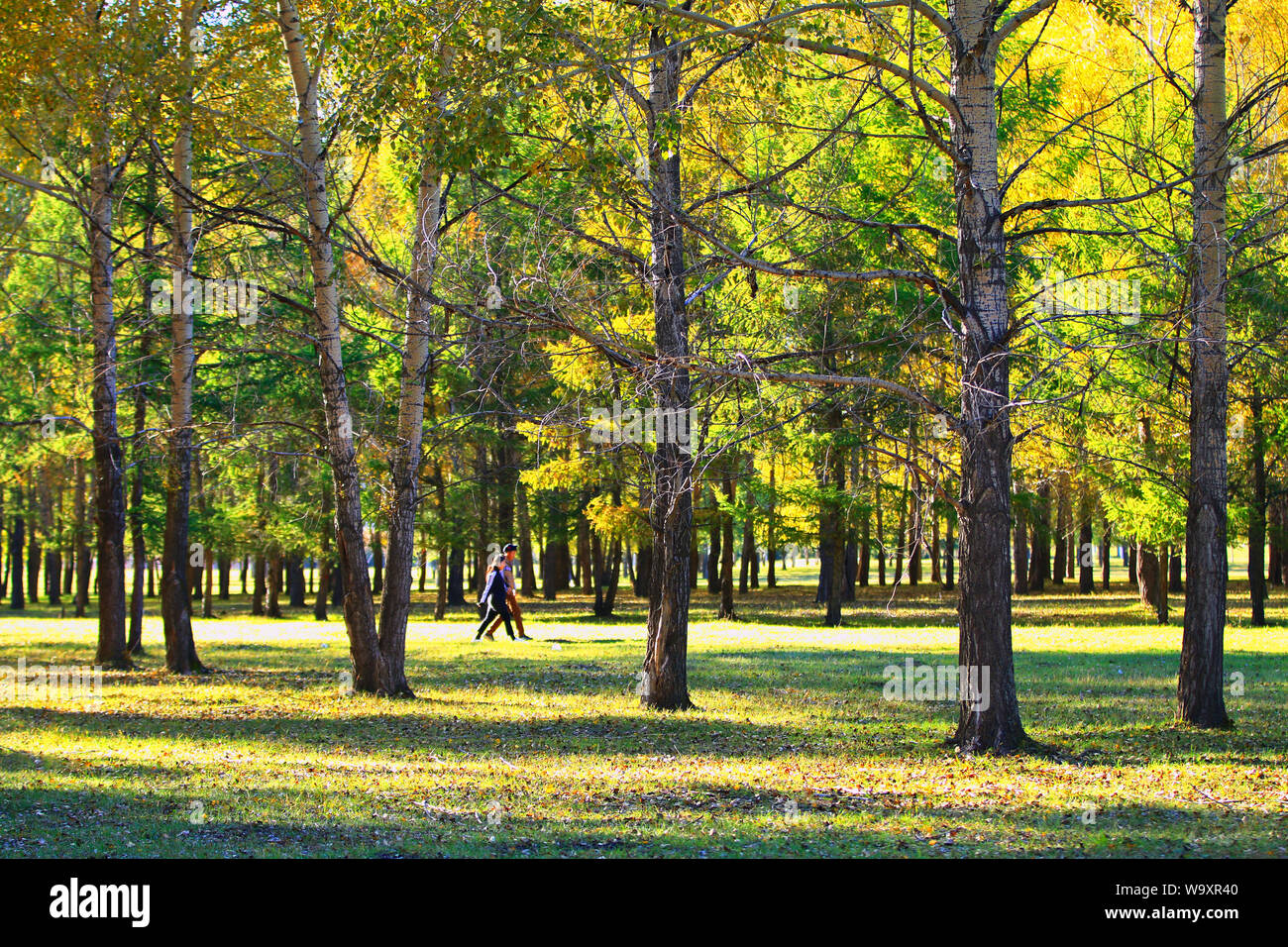Herbst kiefer Paare spazieren gehen kann. Stockfoto