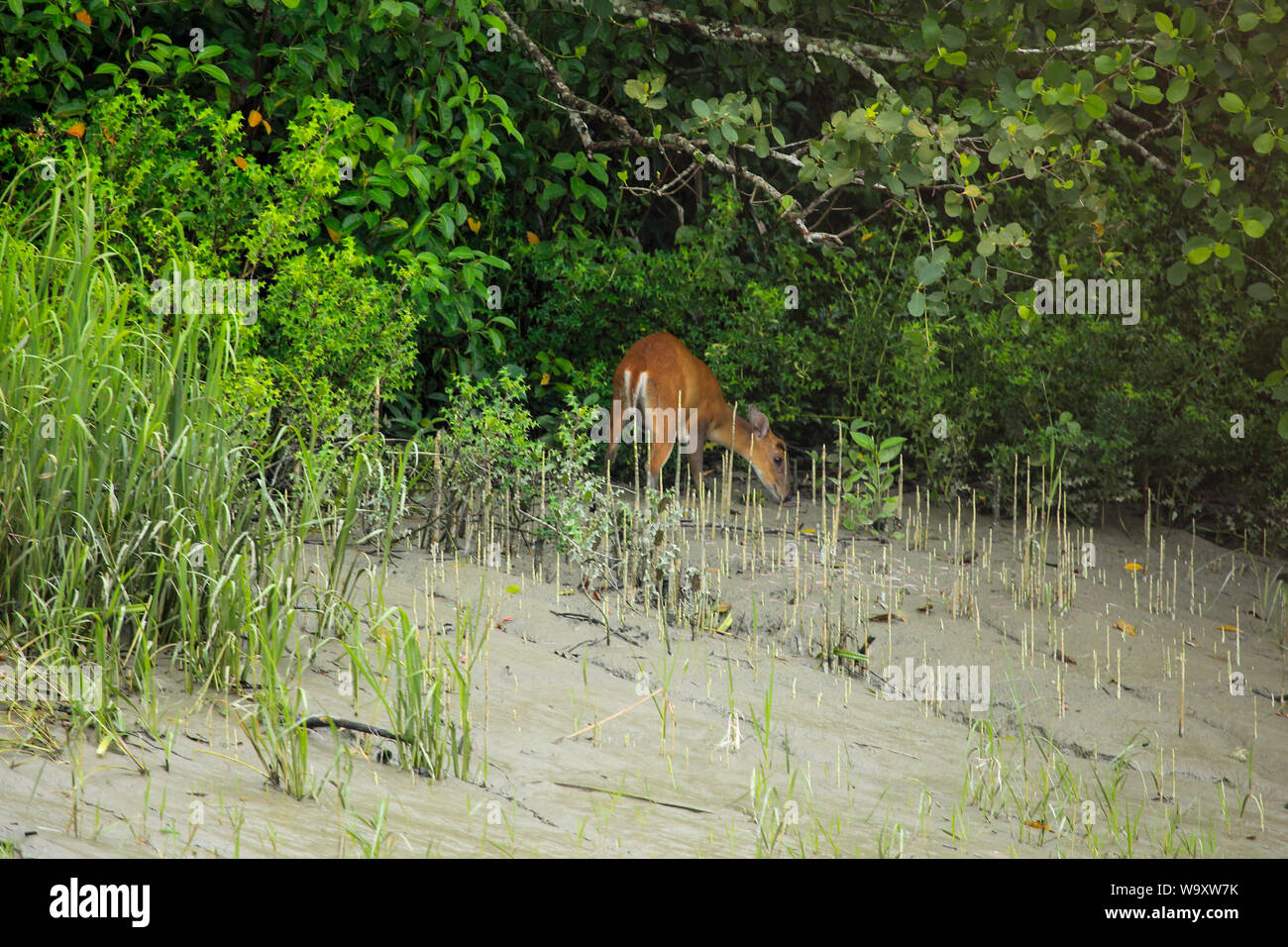 Eine Indische muntjac (Muntiacus muntjak), genannt auch südlichen Roten muntjac und bellende Rehe, in Sundarbans, der größte Mangrovenwald der Welt. Verbot Stockfoto