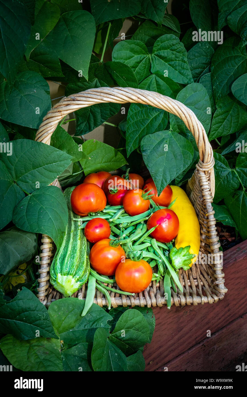 Ein Kopfgeld von grünen Bohnen, Kürbis und Tomaten frisch aus dem Garten. Stockfoto