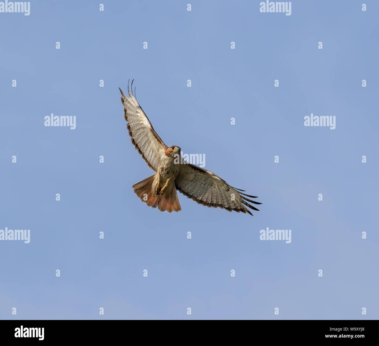 Red-tailed Hawk im Flug mit komplett ausgebreiteten Flügeln im blauen Himmel Stockfoto