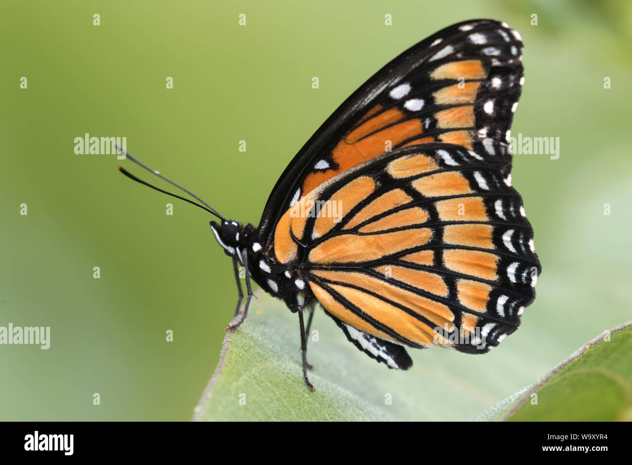Monarchfalter (danaus Plexippus) auf grünem Hintergrund thront, Iowa Stockfoto