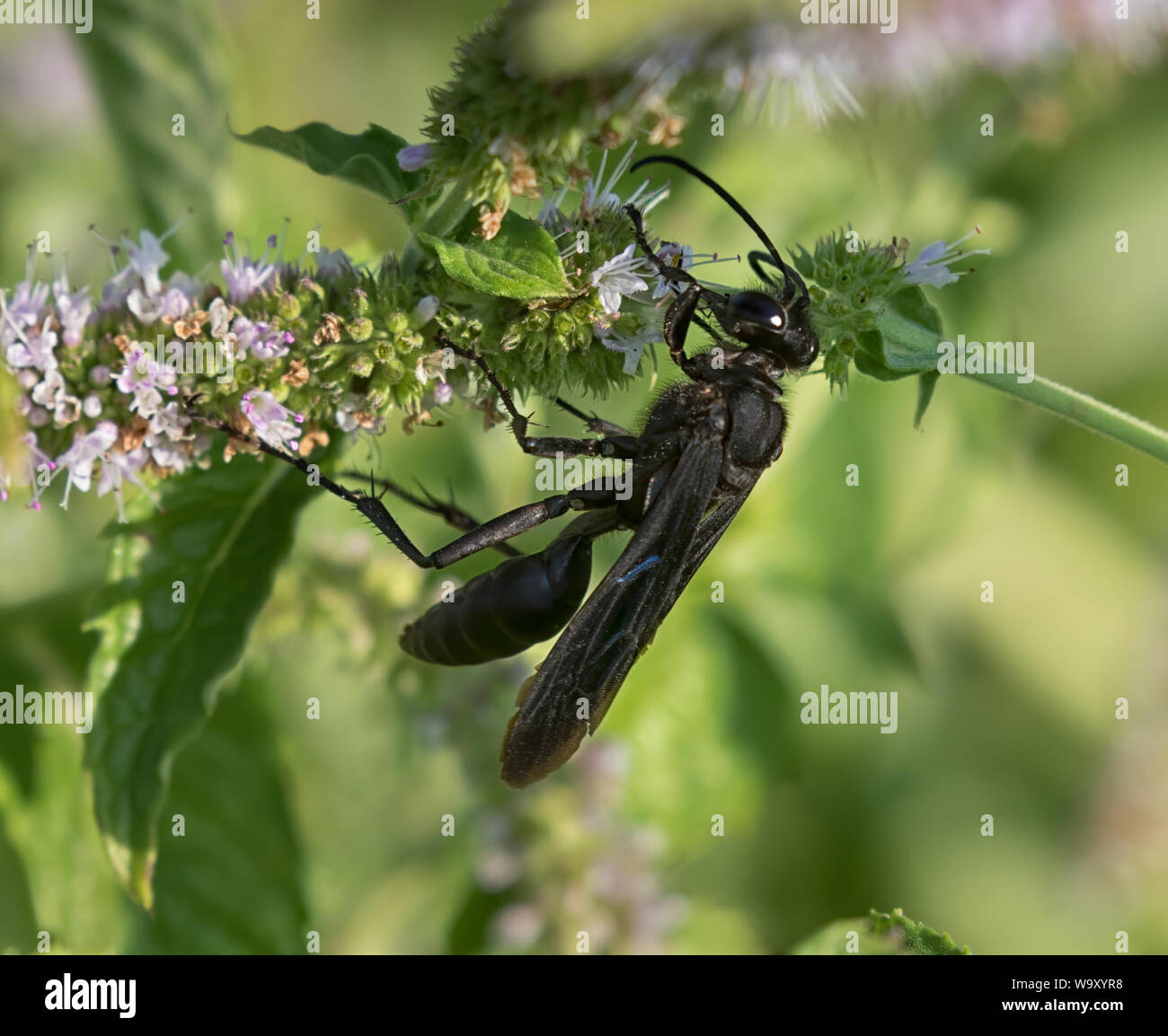 Schwarze Wespe Stockfotos Und Bilder Kaufen Alamy