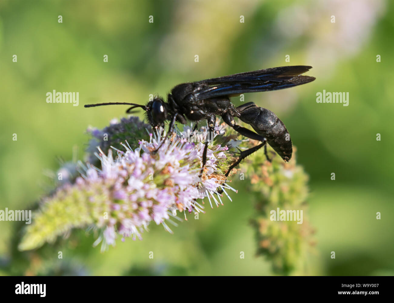Elegantes Schwarz Weisse Wespe Ebenbild