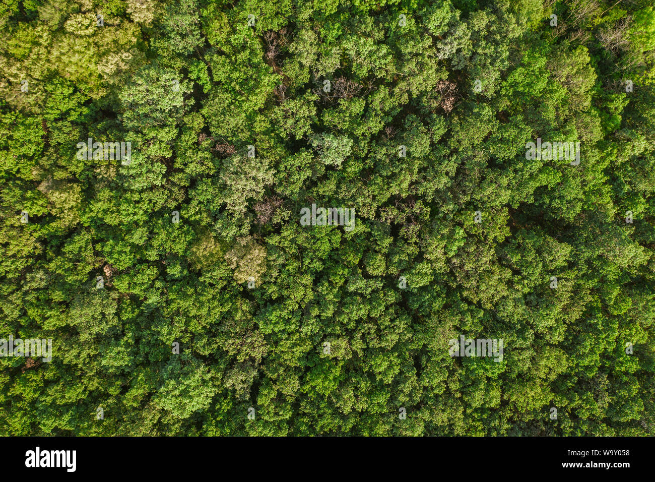 Antenne Top view Wald, Textur der Wald Blick von oben, drone Ansicht Stockfoto