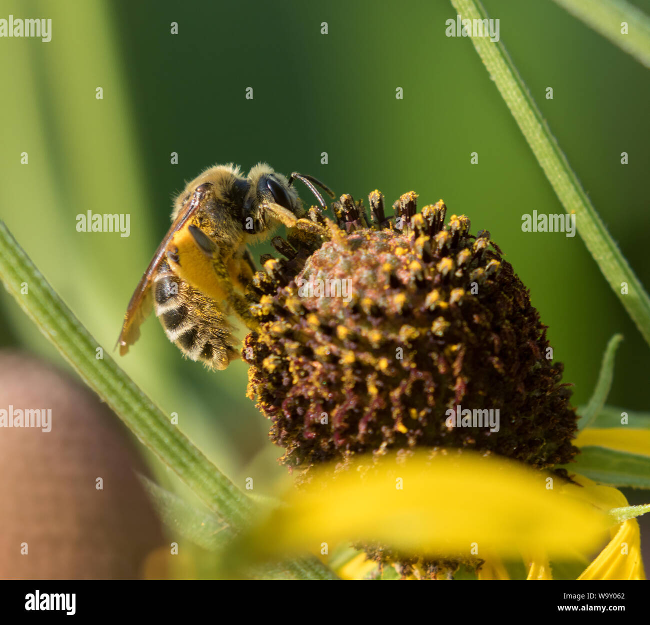 Westlichen Honigbienen (Apis mellifera) Pollen sammeln auf gelben Kegel Blumen in der Iowa prairie Stockfoto