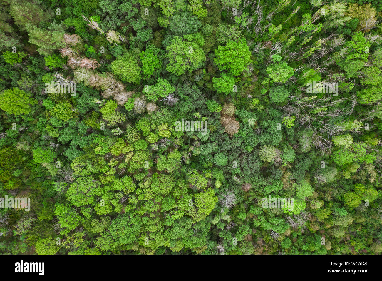 Antenne Top view Wald, Textur der Wald Blick von oben, drone Ansicht Stockfoto