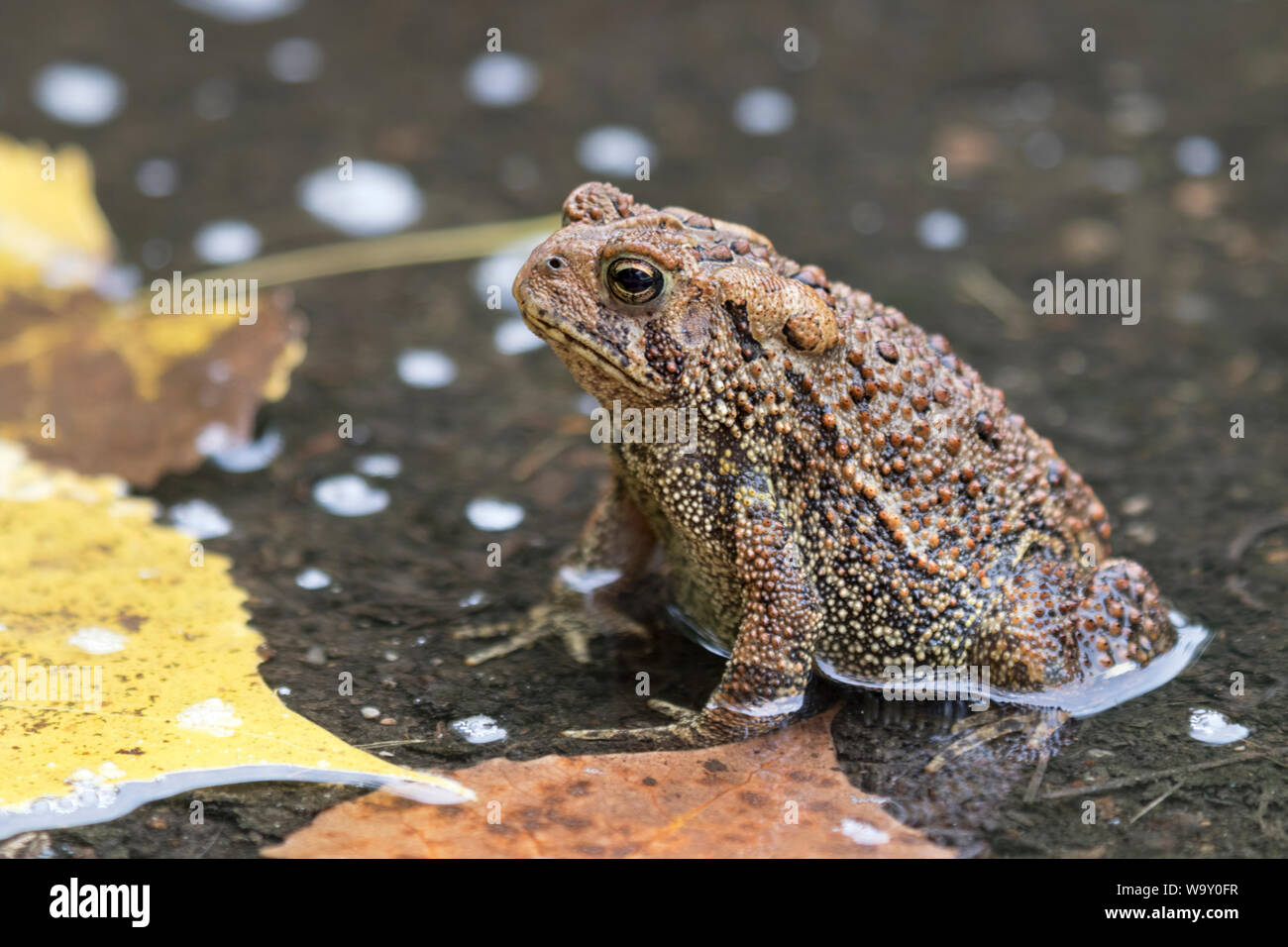 American Toad (Anaxyrus Americanus) im Regen Paddeln Stockfoto