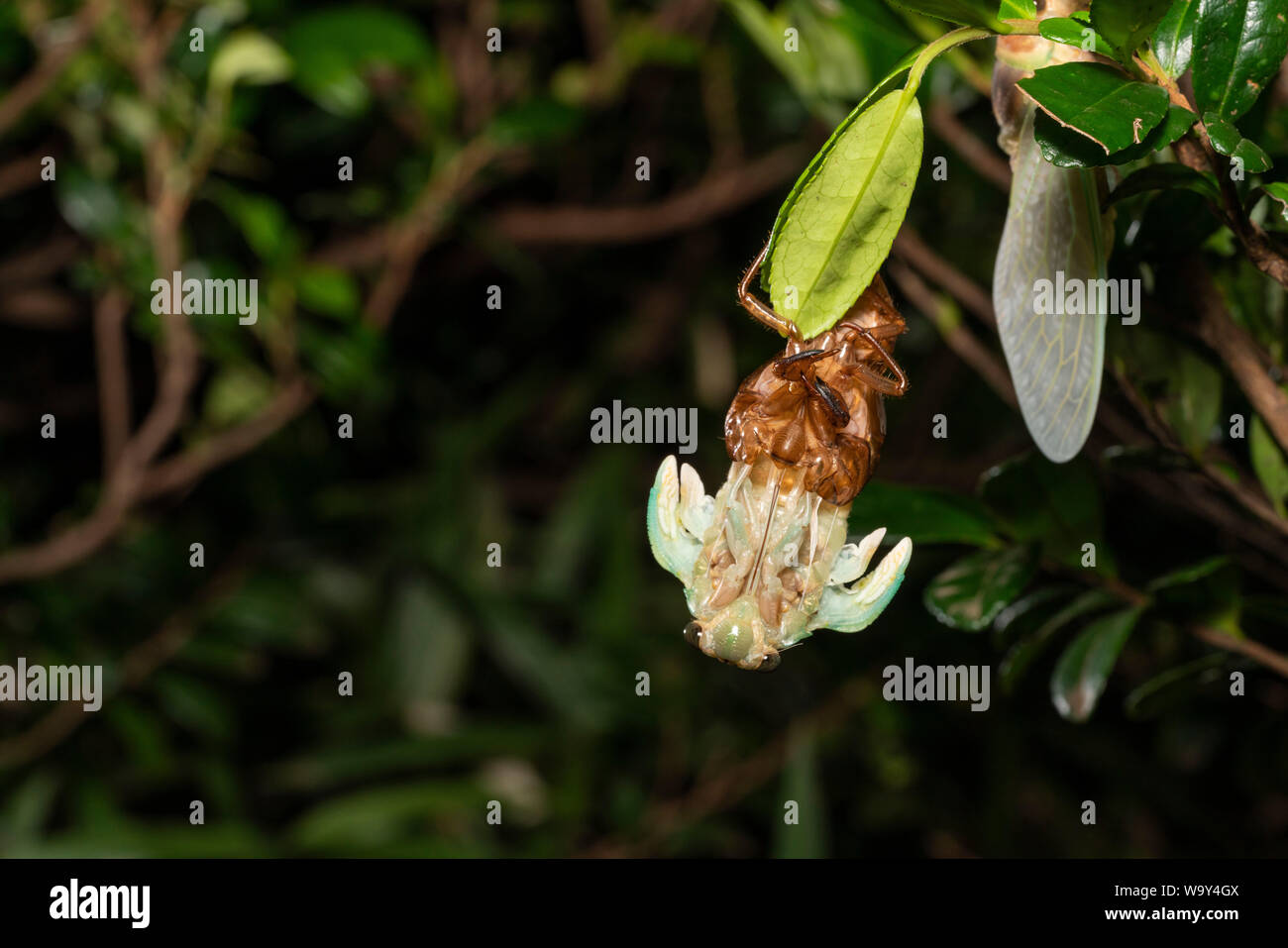 Entstehung Der Große braune Zikade (Graptopsaltria nigrofuscata), Setagaya-Ku, Tokio, Japan Stockfoto