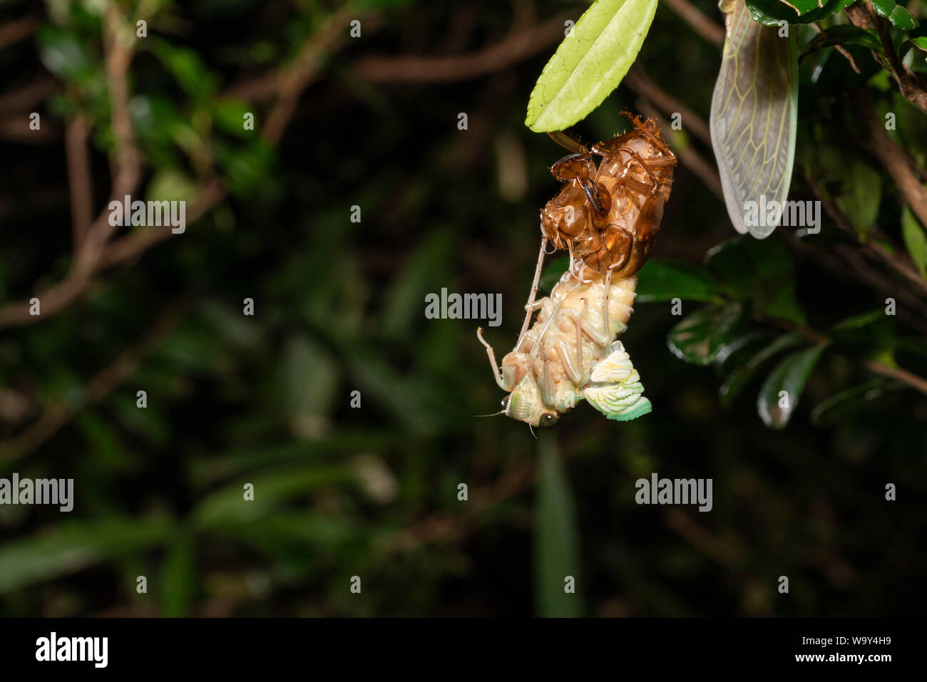 Entstehung Der Große braune Zikade (Graptopsaltria nigrofuscata), Setagaya-Ku, Tokio, Japan Stockfoto