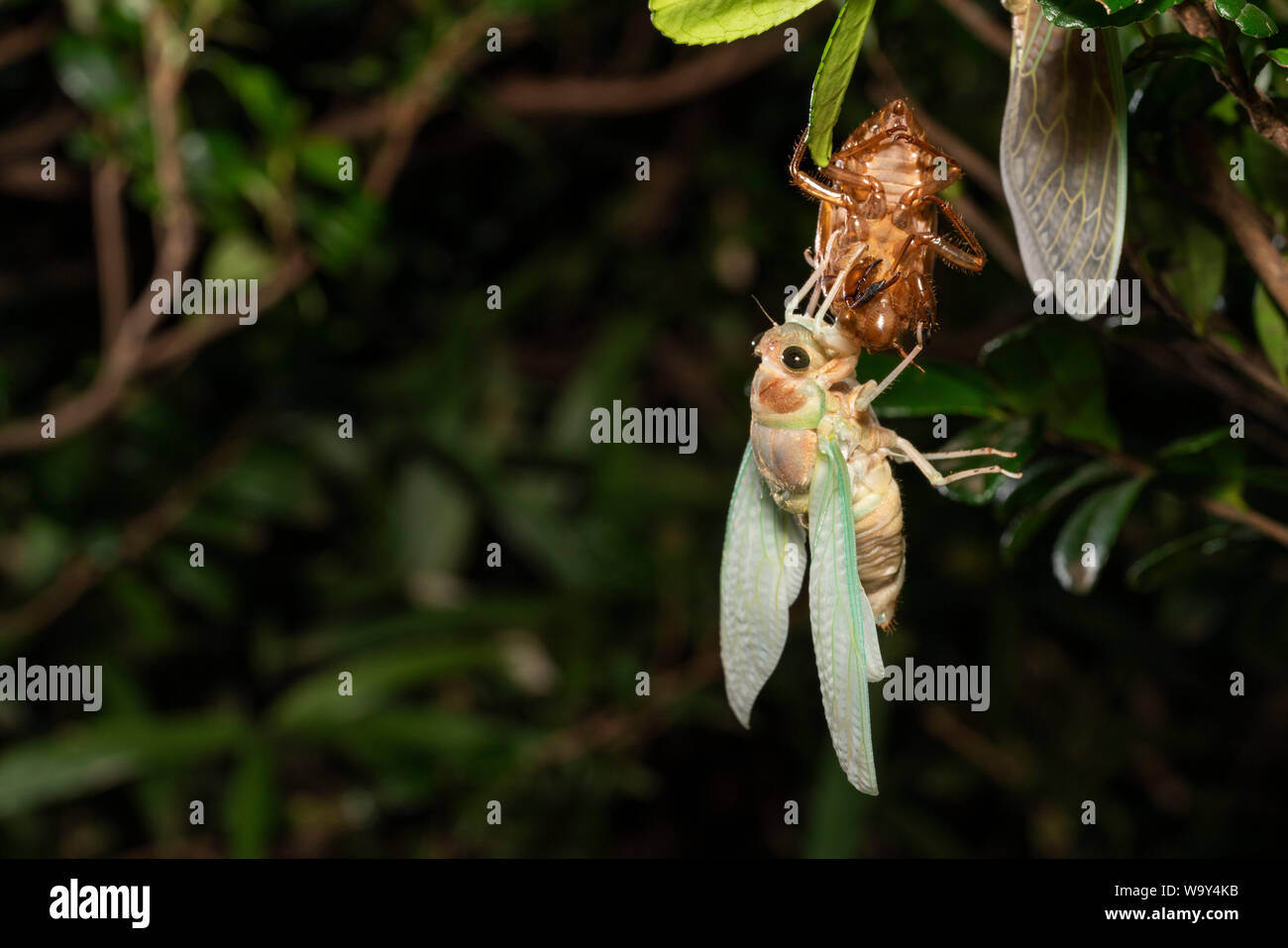 Entstehung Der Große braune Zikade (Graptopsaltria nigrofuscata), Setagaya-Ku, Tokio, Japan Stockfoto