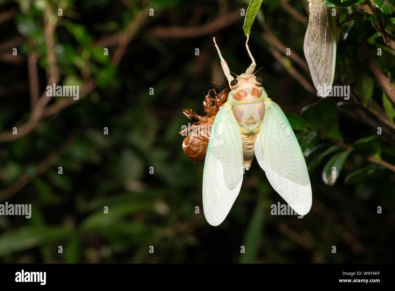 Entstehung Der Große braune Zikade (Graptopsaltria nigrofuscata), Setagaya-Ku, Tokio, Japan Stockfoto