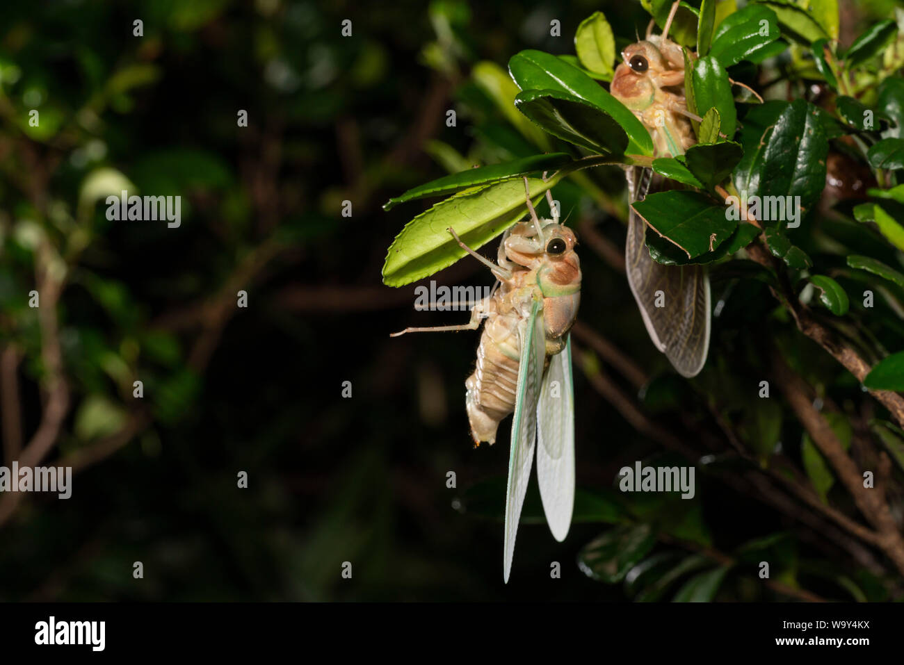 Entstehung Der Große braune Zikade (Graptopsaltria nigrofuscata), Setagaya-Ku, Tokio, Japan Stockfoto