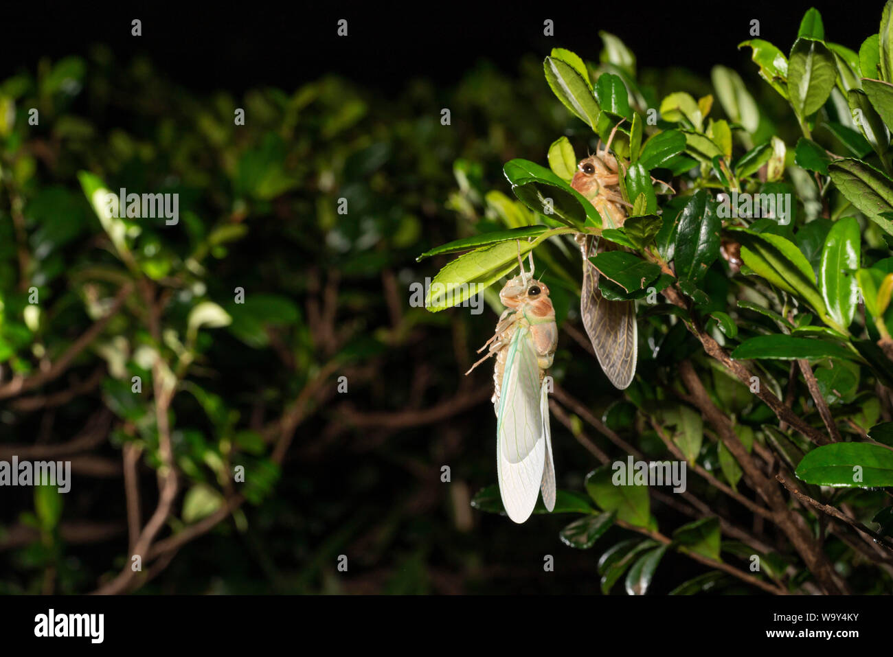 Entstehung Der Große braune Zikade (Graptopsaltria nigrofuscata), Setagaya-Ku, Tokio, Japan Stockfoto