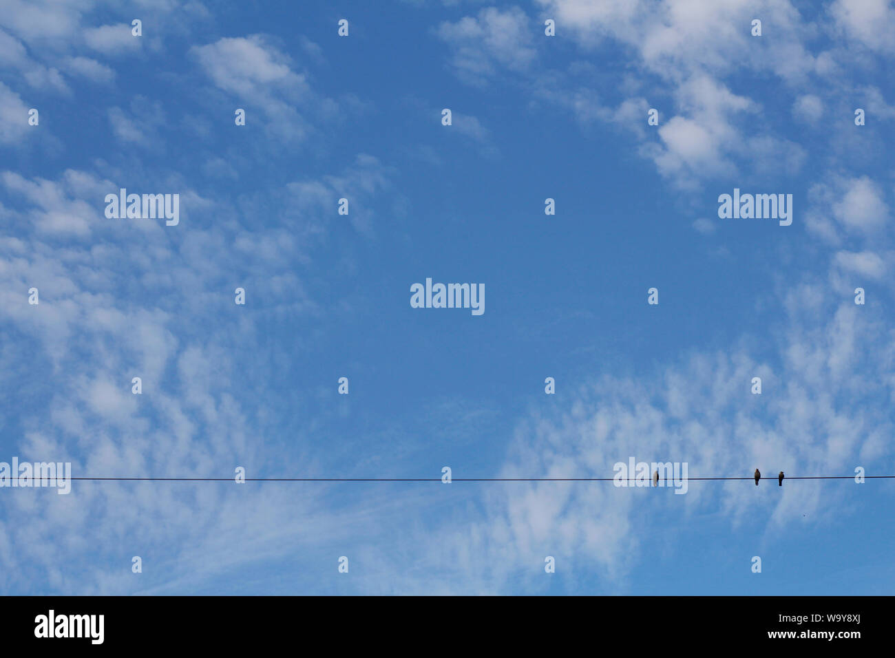 Blauer Himmel mit Wolken. Textur Hintergrund. Fluffy Clouds Textur in blauer Himmel. Drei Vögel sitzen auf einem Draht. Stockfoto