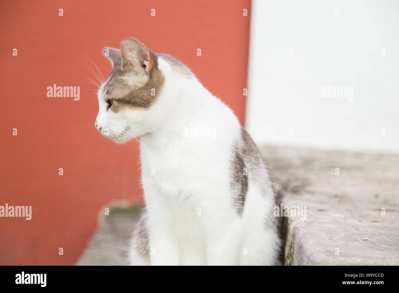 Eine Katze (Felis catus) sitzen auf sone Schritte und seitwärts schauen entspannt in dem einfachen Hintergrund, die Altstadt von San Juan, San Juan, Puerto Rico. Stockfoto