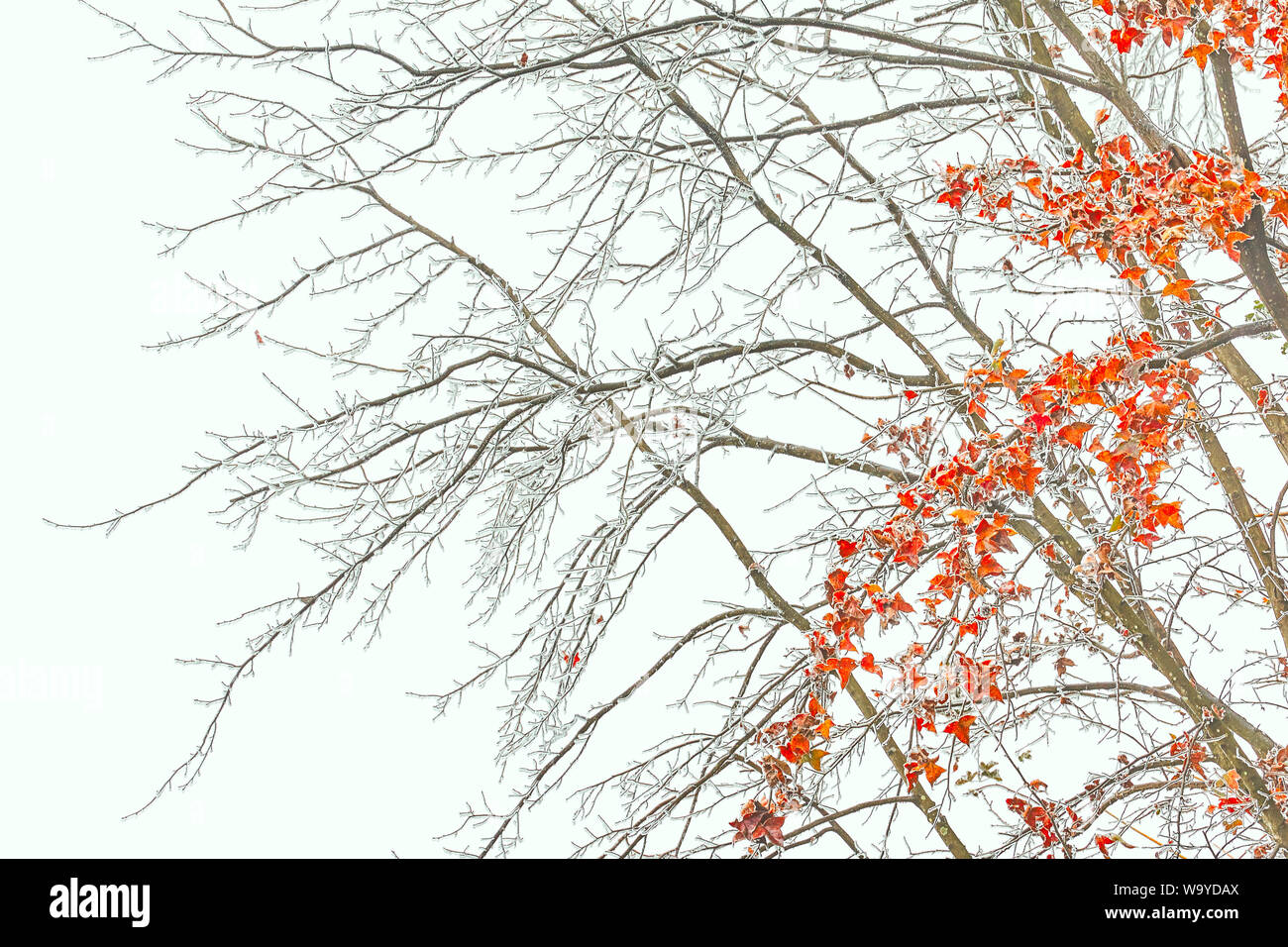 Schnee hinterlässt einen neuen Stockfoto