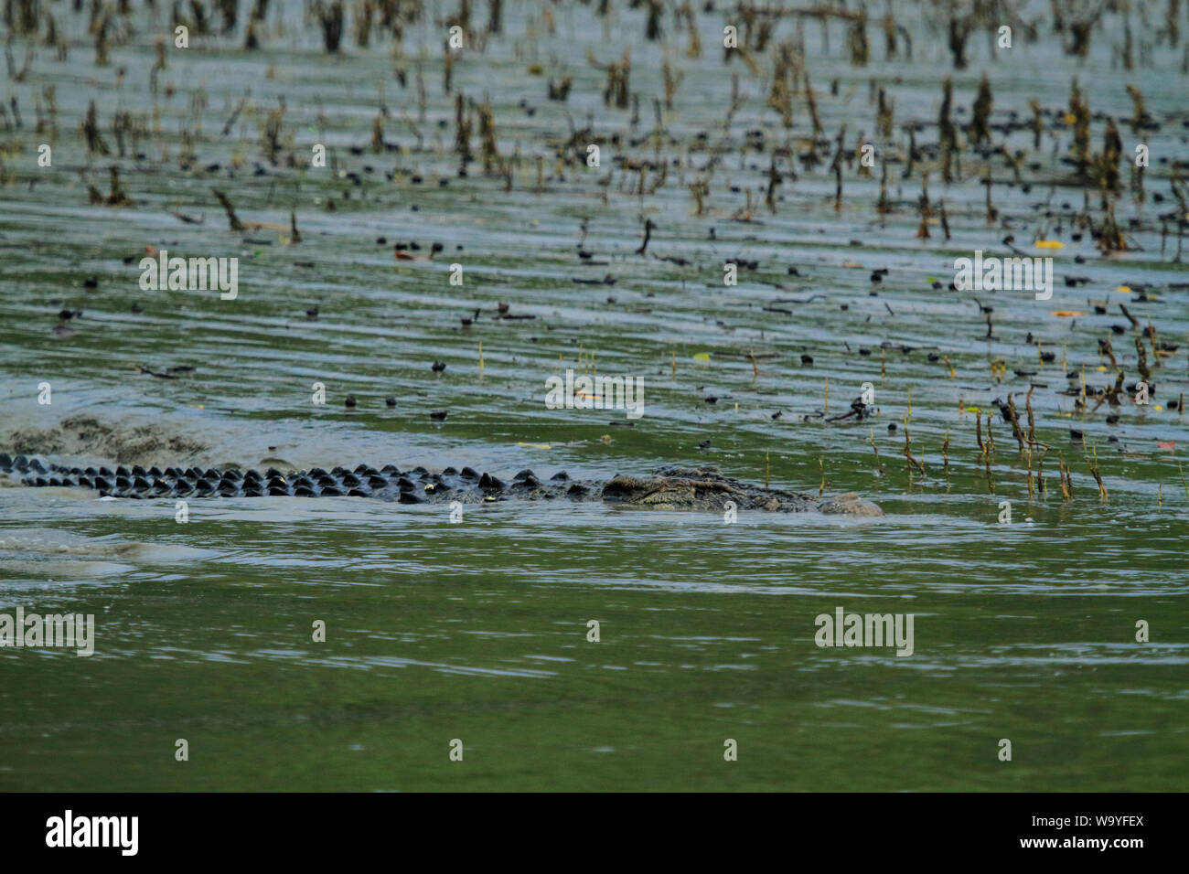 Ein Salz - Wasser Krokodil in den Sundarbans, der größte Mangrovenwald der Welt. Bangladesch. Stockfoto