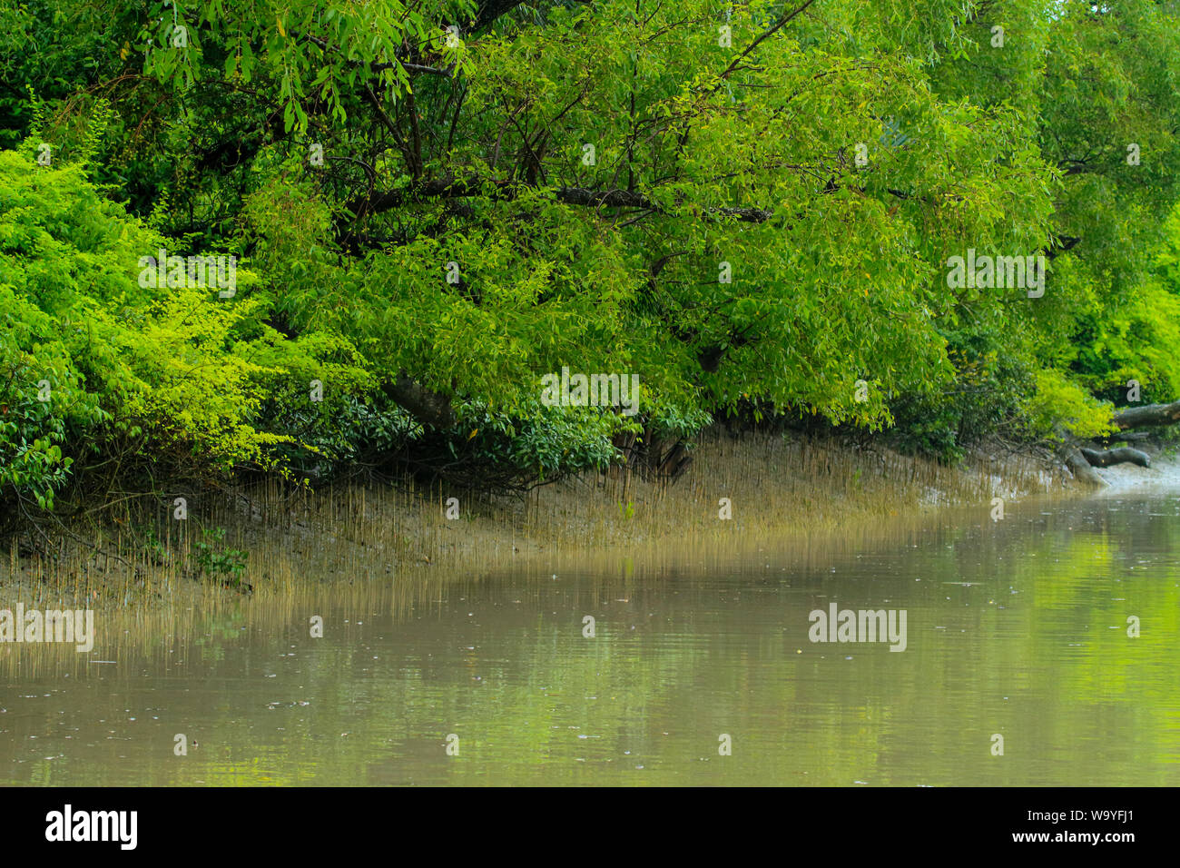 Sundarbans, der größte Mangrovenwald der Welt. Bangladesch. Stockfoto