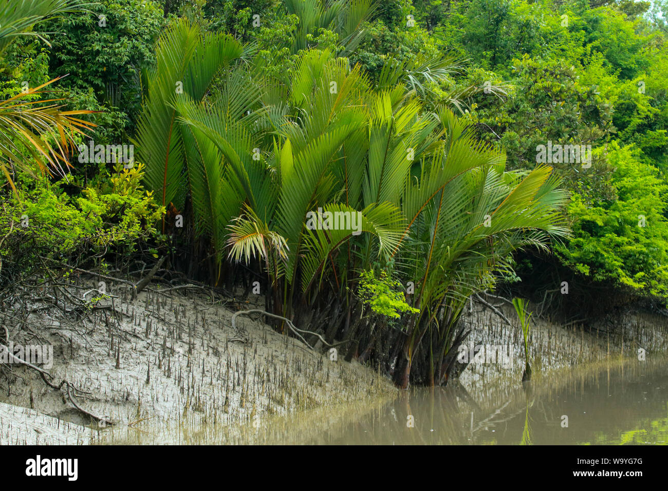 Nypa fruticans, der gemeinhin als der nipa oder Mangrove Palm oder Gol Pata bekannt, neben einem Kanal in Sundarbans, Bangladesch. Stockfoto