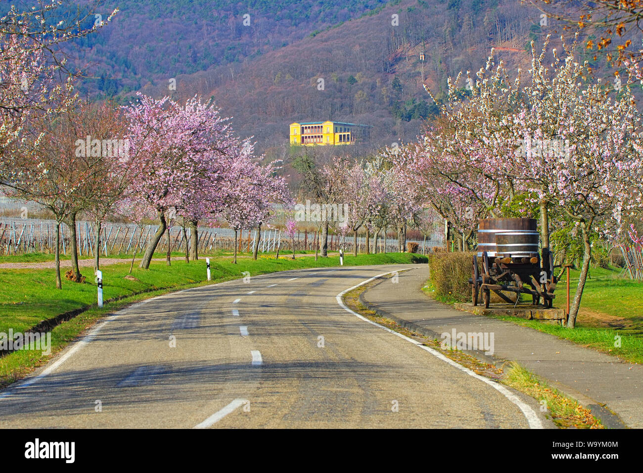 Edenkoben Villa Ludwigshoehe Landschaft, während der mandelblüte im Frühling, Deutschland Stockfoto