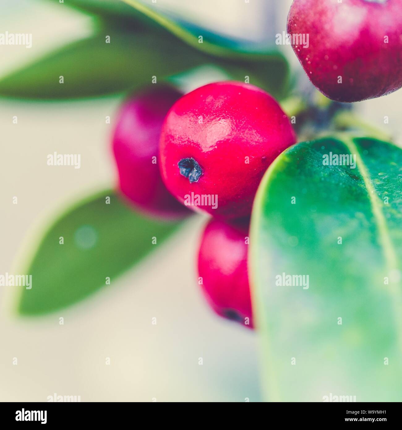 Nahaufnahme einer roten Kaffeebohne mit Blättern Ein weißer Hintergrund Stockfoto