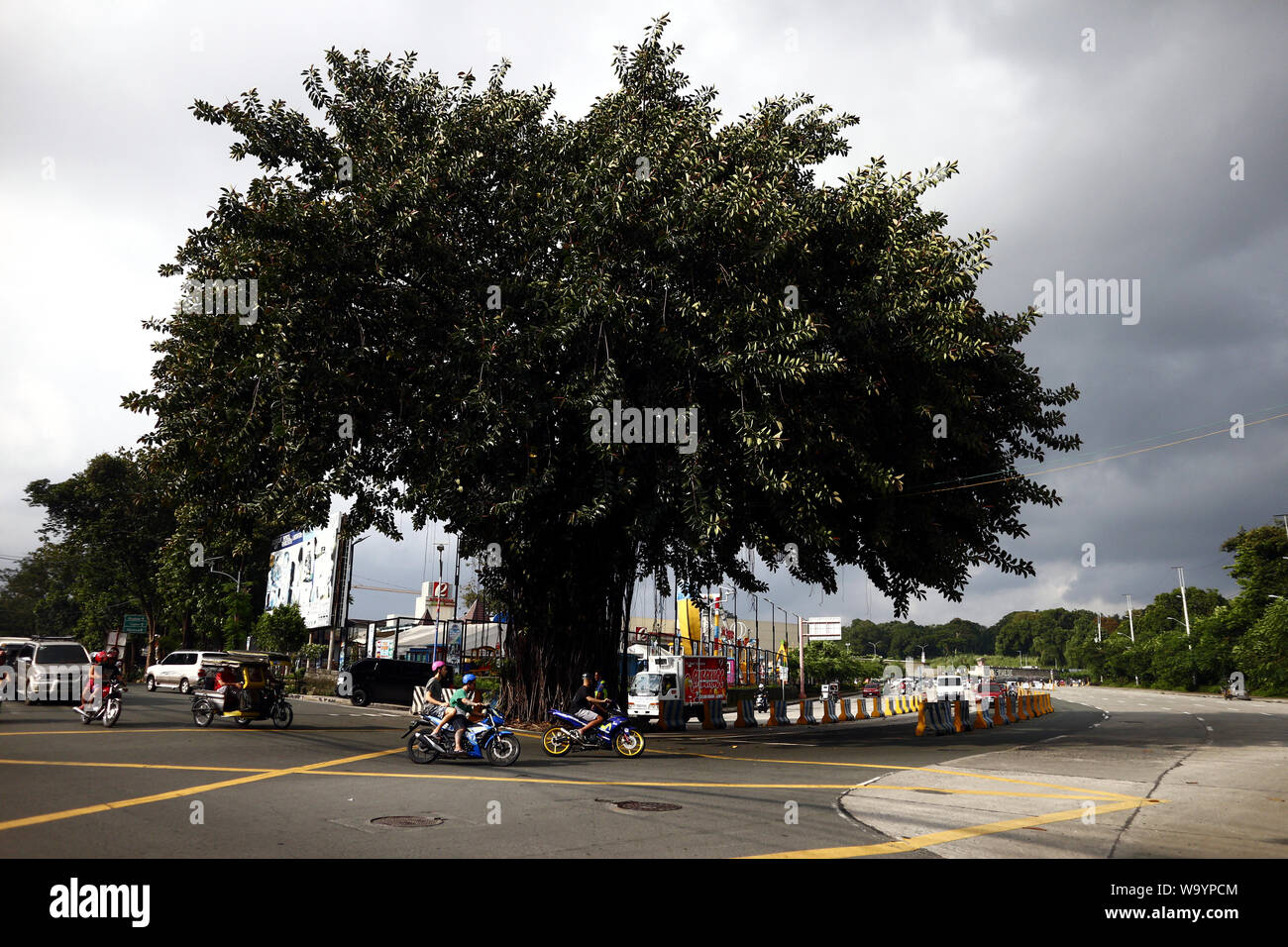 ANTIPOLO CITY, Philippinen - 12. AUGUST 2019: Eine erhalten und geschützt alte Balete Baum steht in der Mitte der Straße. Stockfoto