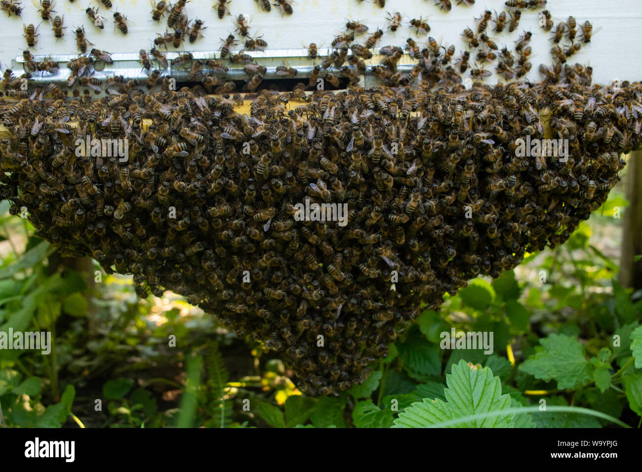Bienen fliegen in den Bienenstock. Bienen tragen Pollen auf die Pfoten. Ein Schwarm von Bienen sammelt unter der Bienenkorb Stockfoto