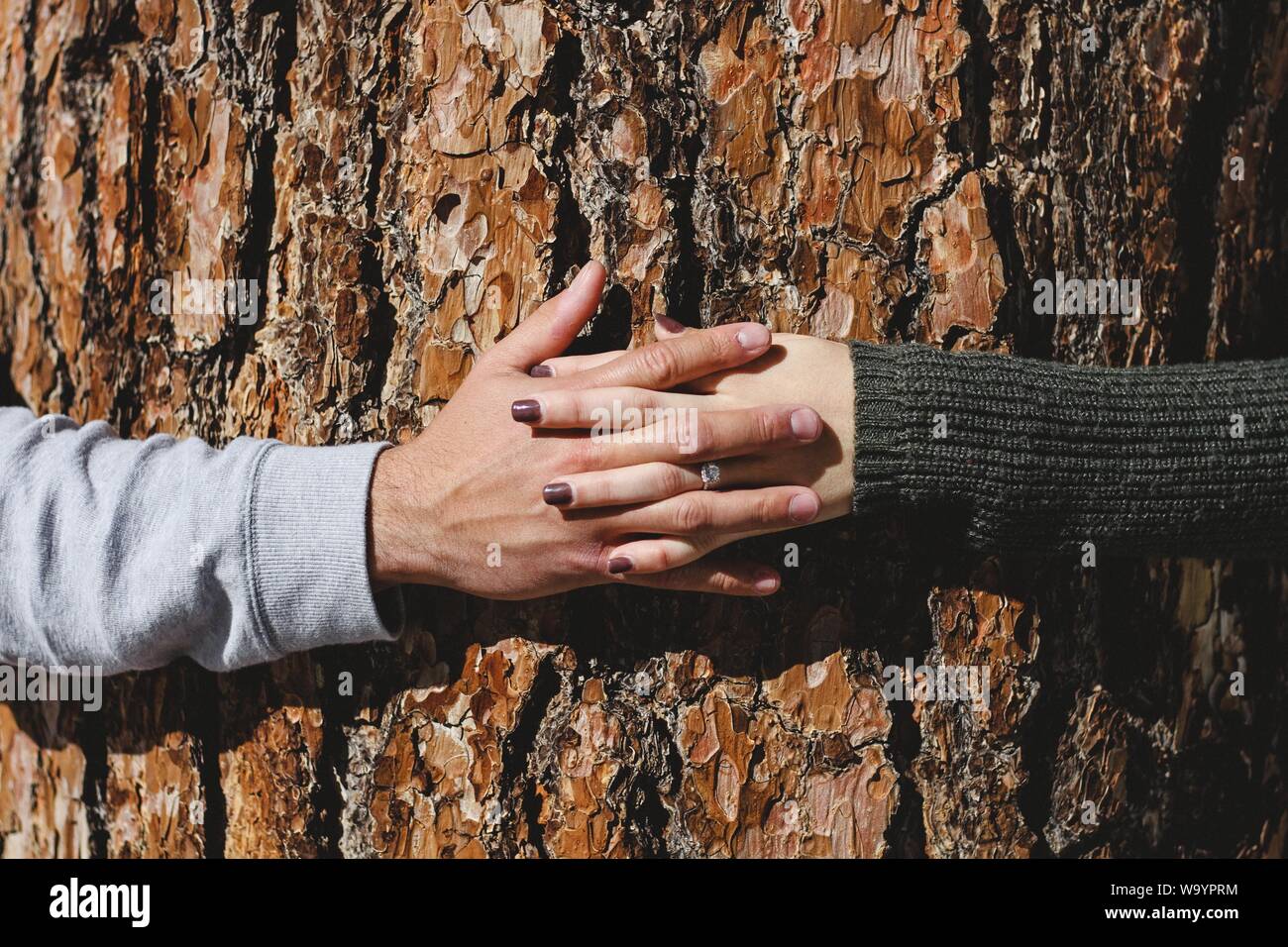 Eine weibliche Hand mit Diamantring und einer männlichen Verknüpfung Hände auf dem Hintergrund eines Baumstamms Stockfoto