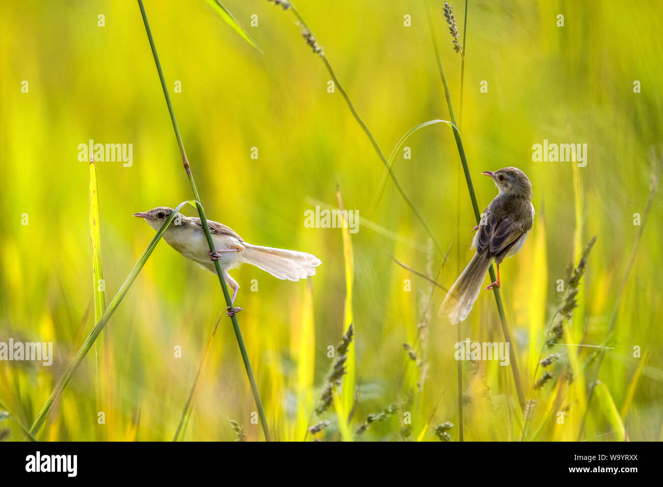 Der Herbst ist ein Vogel Stockfoto