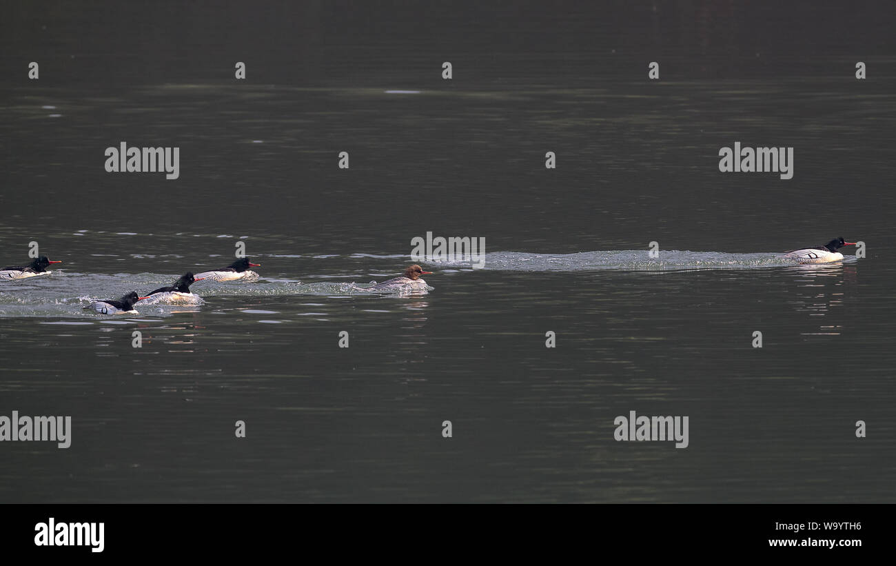 Reiher Stockfoto