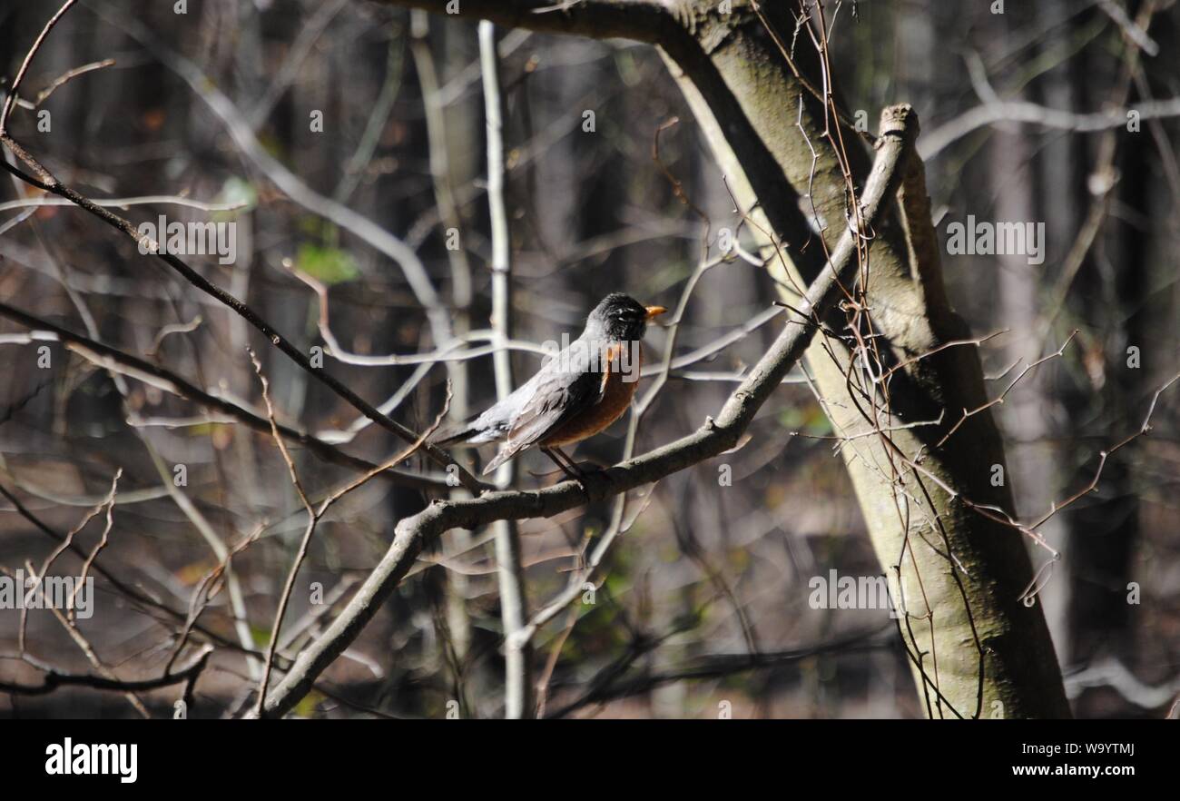 American Robin Stockfoto