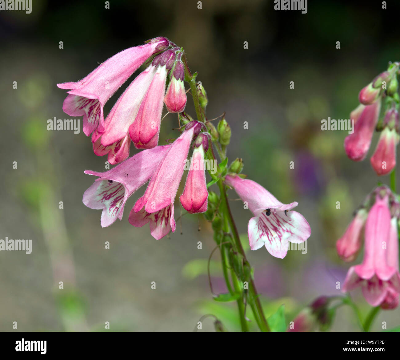 Penstemon' Rosa Hewell Bedder' Stockfoto