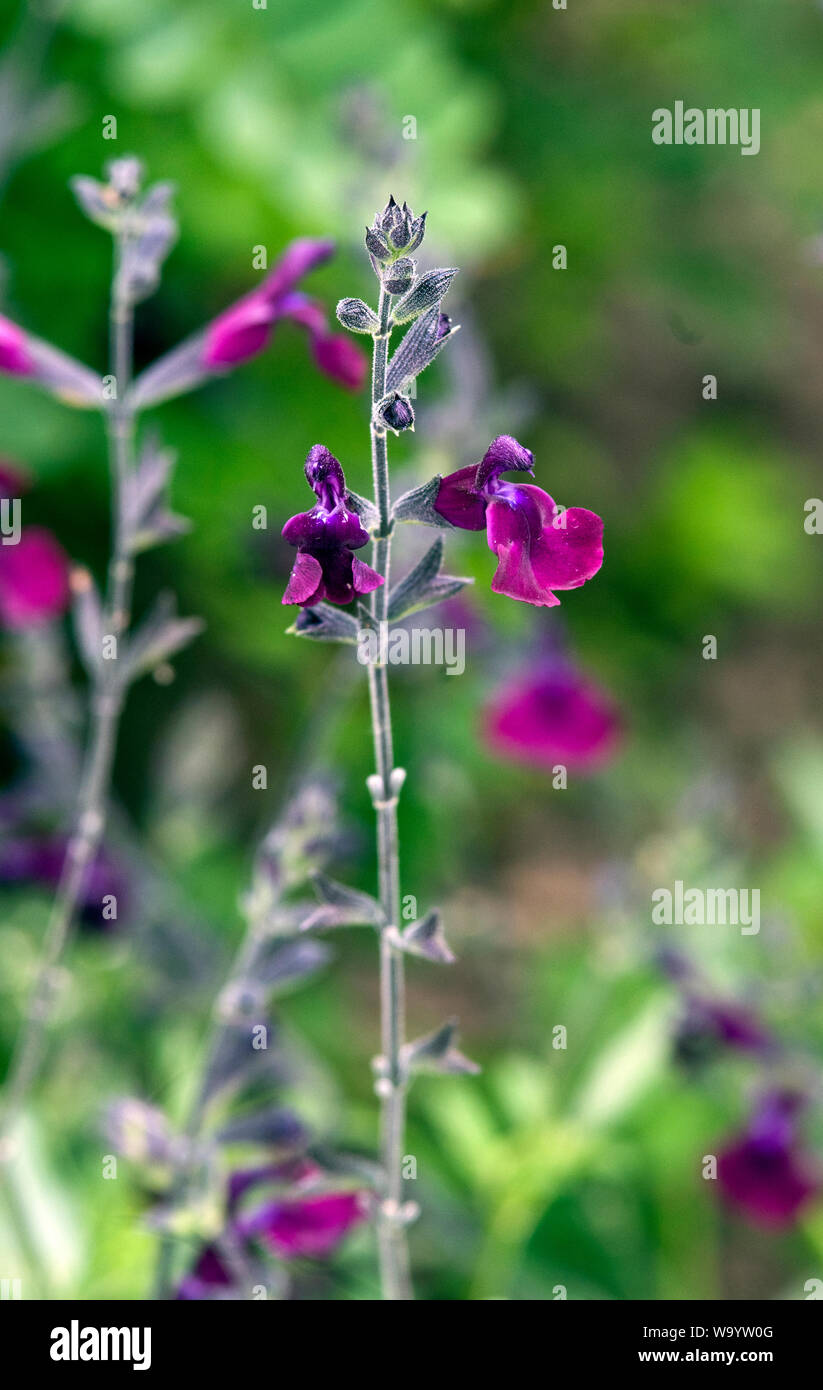 Salvia 'nachtvlinder' Stockfoto