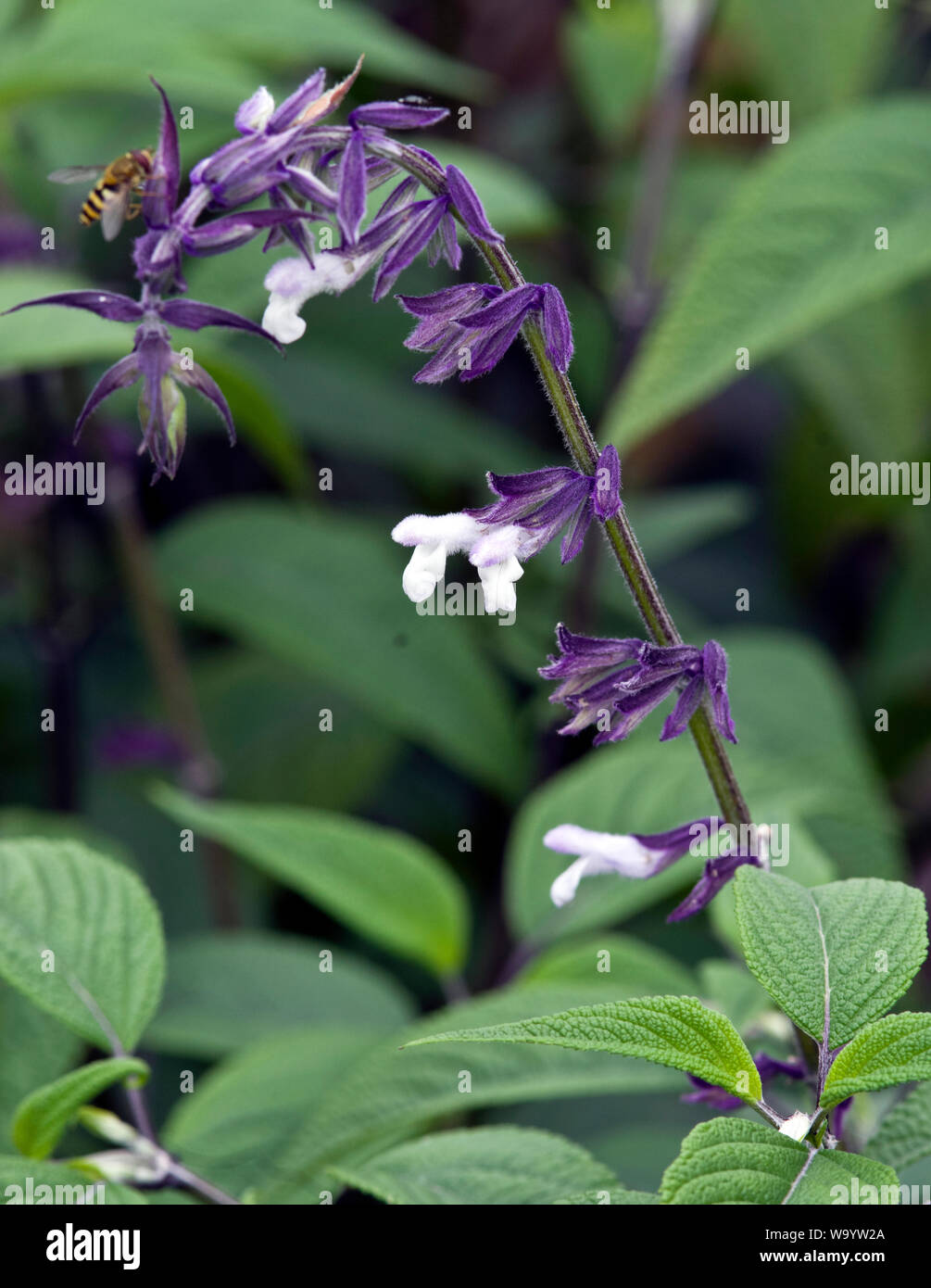 Salvia "Phyllis Fancy" Stockfoto