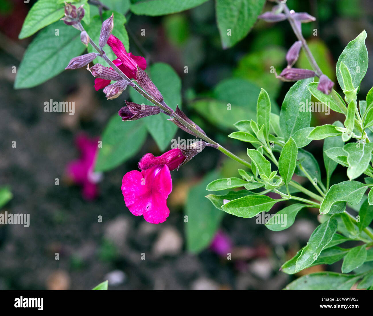 Salvia x vulgare Dark Dancer Stockfoto