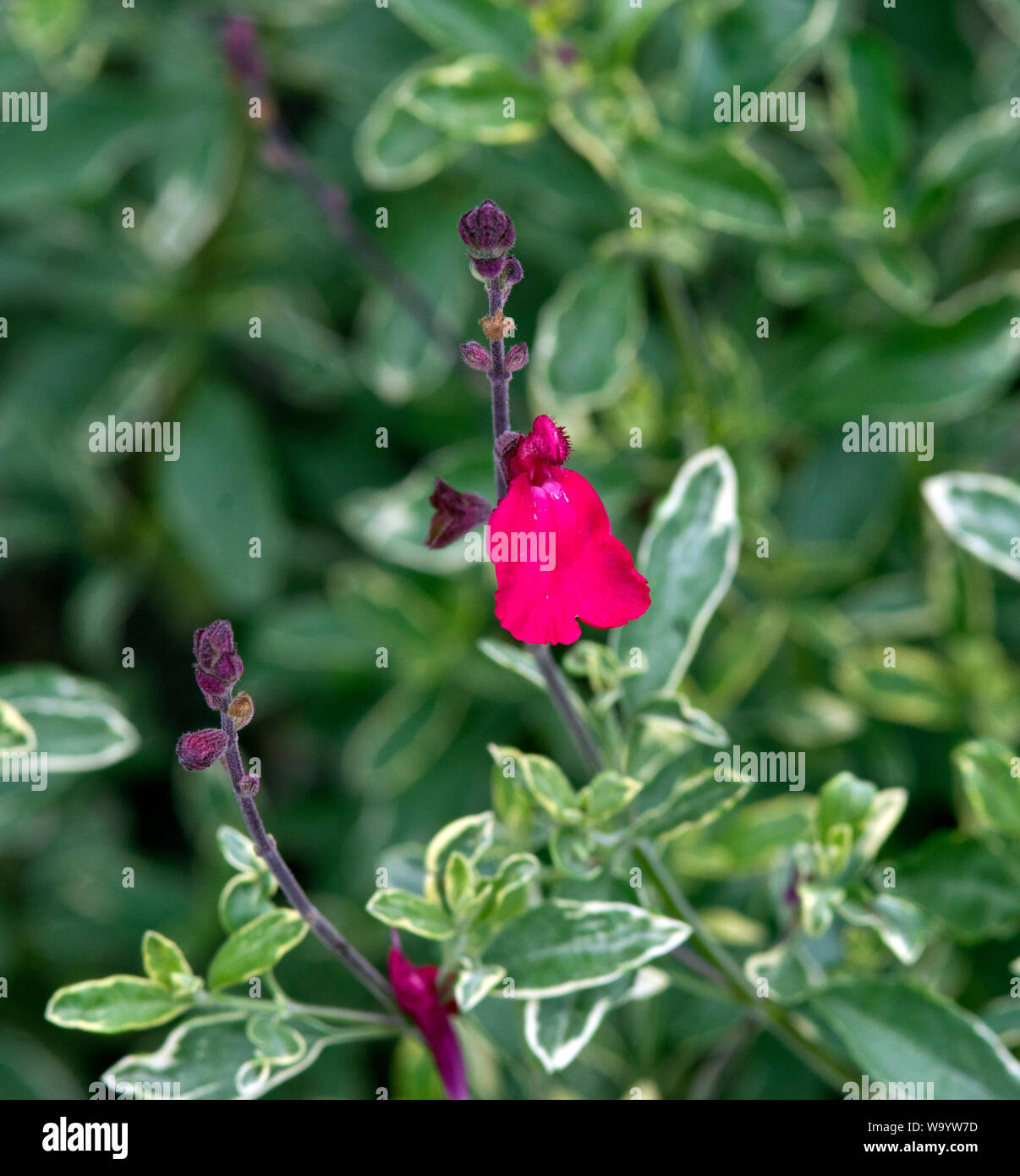 Salvia greggii "Caramba" Stockfoto