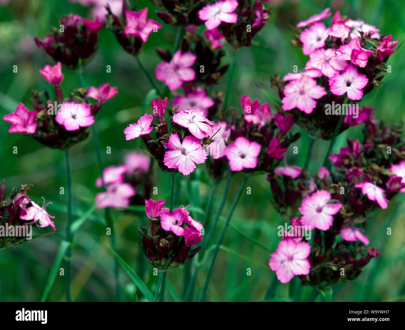 Dianthus carthusianorum Stockfoto