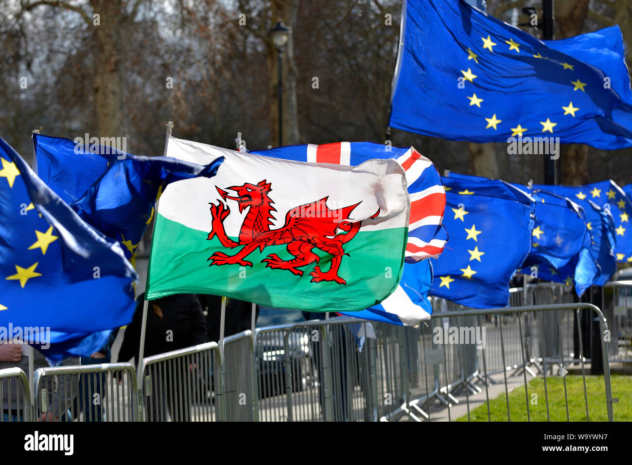 London, England, UK. Flagge von Wales zwischen EU und Union Fahnen, an Brexit Protest, College Green, Westminster Stockfoto