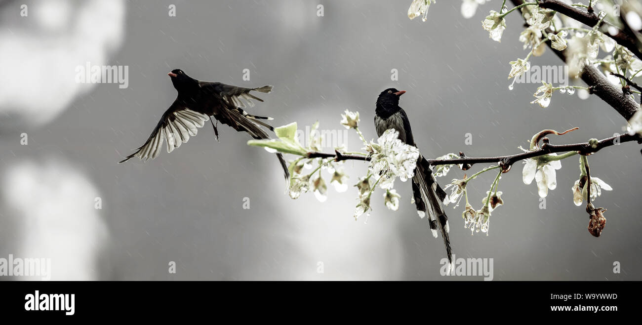 Vögel und Blumen im Regen Stockfoto
