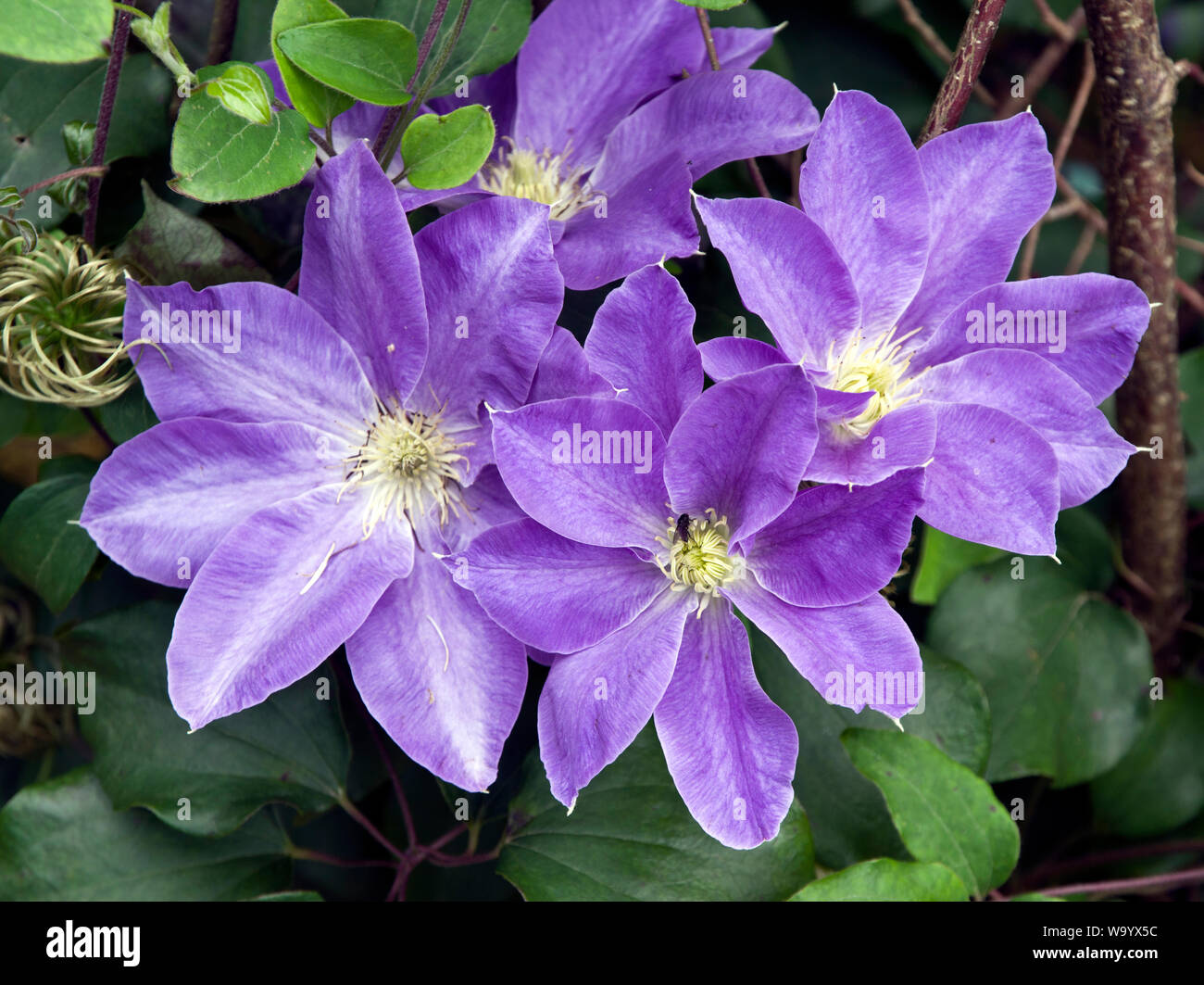 Clematis Dianas Freude Stockfoto