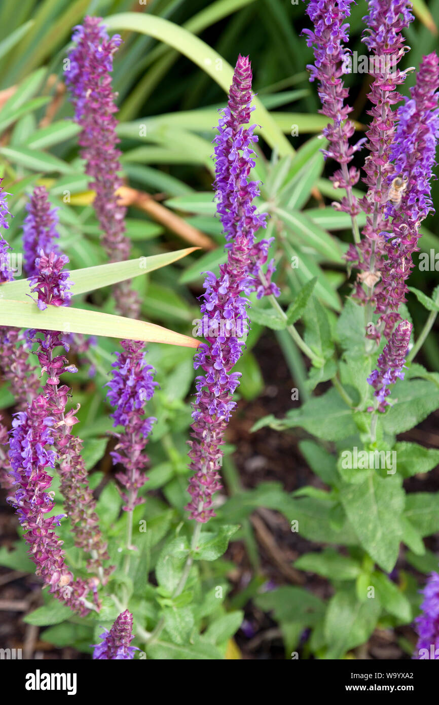 Salvia nemorosa Stockfoto
